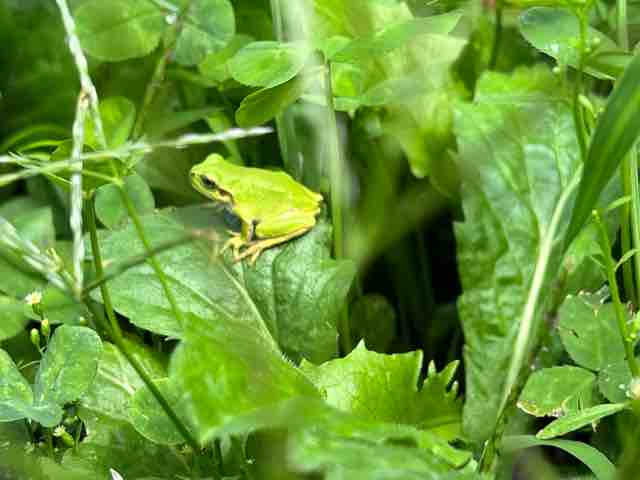 アマガエル 22 09 03 庭の生き物を愛でてます