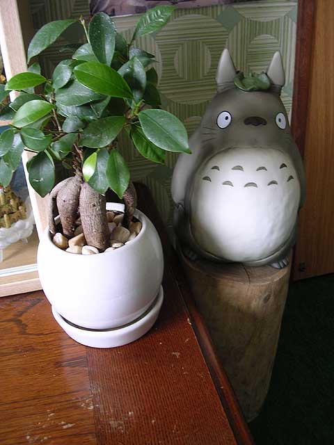 となりのトトロ トトロと植物 竜眼寺文蔵のジブリ部屋