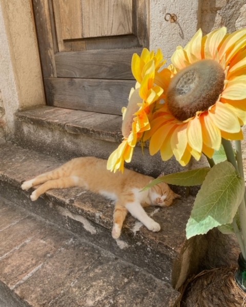 2B6273DD-6DCB-48A6-9360-9433CB10CEB9