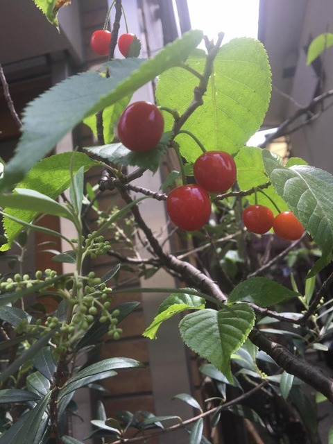 18198698_1892442147678534_1720618768763015190_n