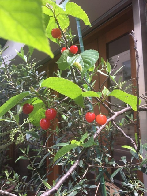 18222461_1892442151011867_6274944755715814039_n