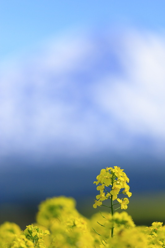 ぶらり 菜の花畑 鳥海高原菜の花まつり会場 由利本荘市 カメラを持ってぶらりと散歩