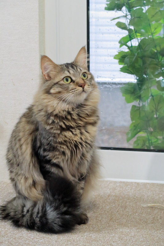 ぶらり ネコ撮影 猫カフェ 柚の家 由利本荘市 カメラを持ってぶらりと散歩