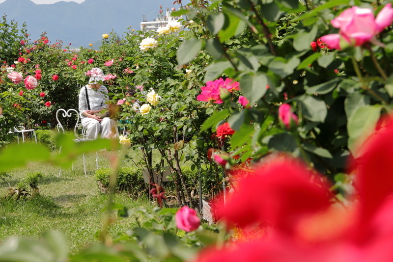 ぶらり 大館バラまつり19 シーズン１ 石田ローズガーデン 大館市 カメラを持ってぶらりと散歩