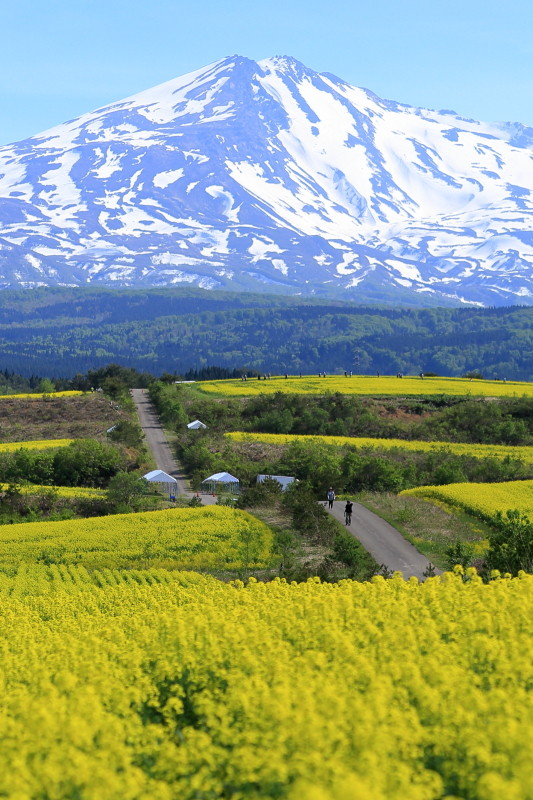 ぶらり 菜の花畑 鳥海高原菜の花まつり会場 由利本荘市 カメラを持ってぶらりと散歩