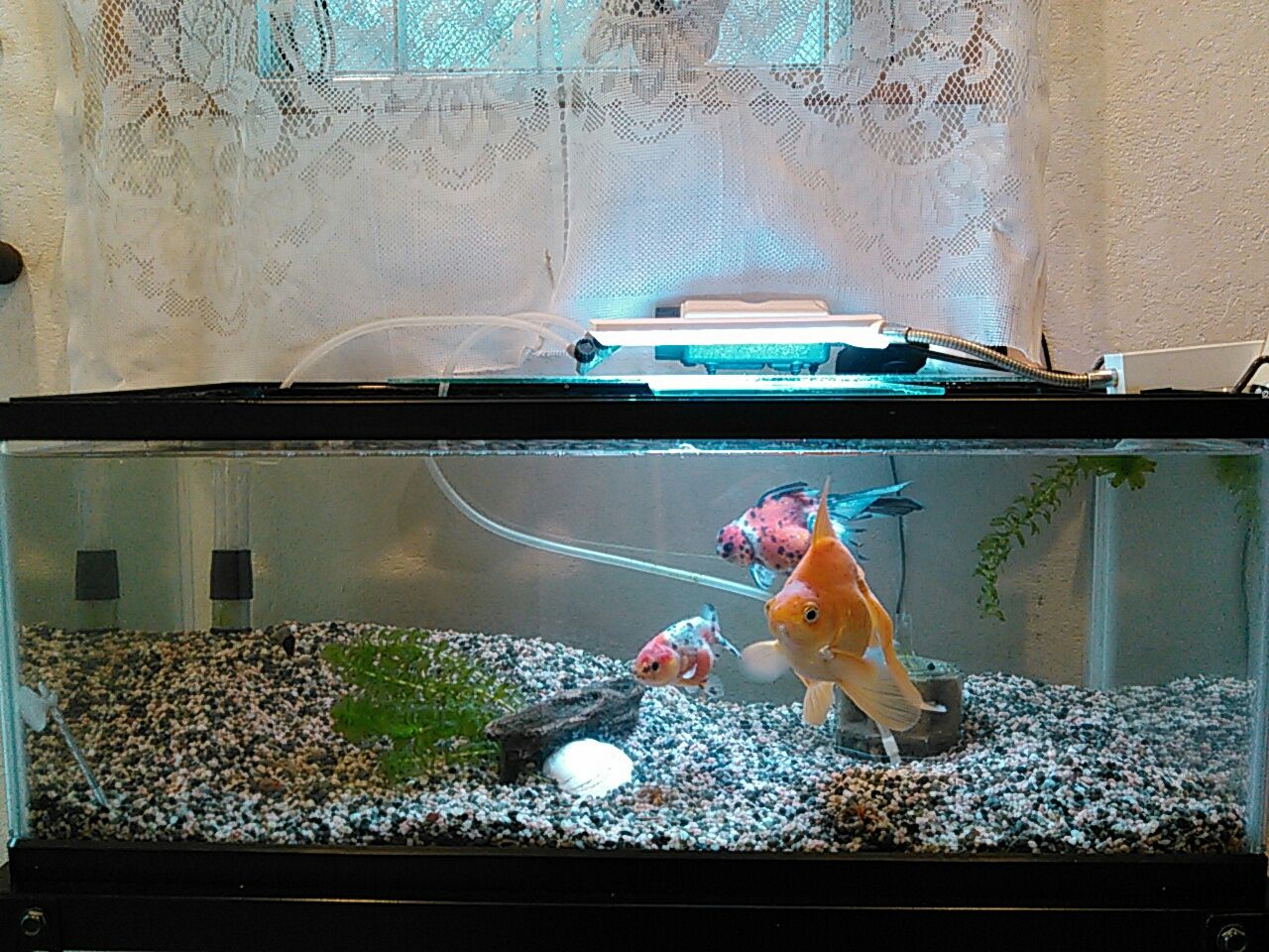 金魚 ないものねだり 金魚 ないものねだり