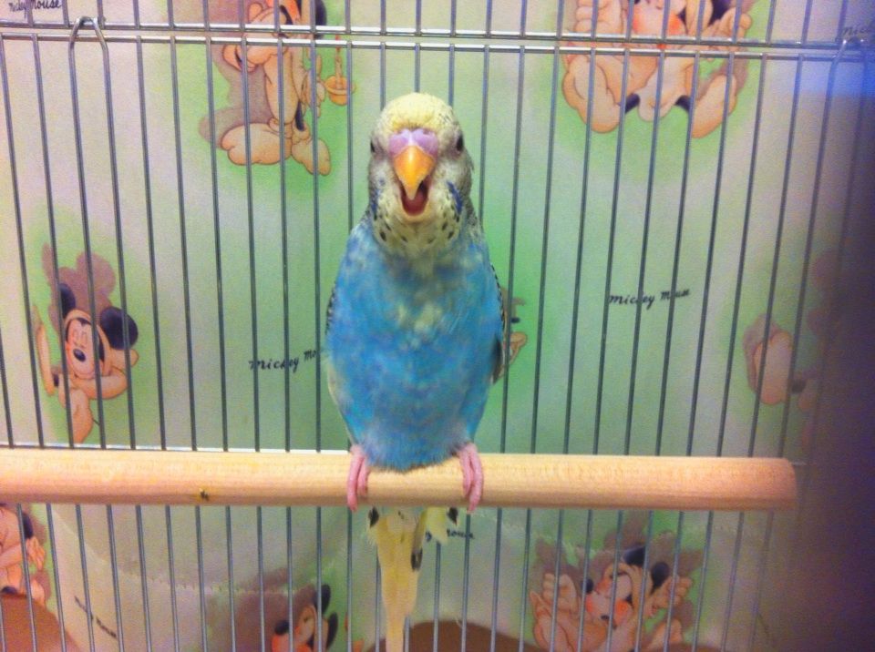 インコの変顔 ないものねだり