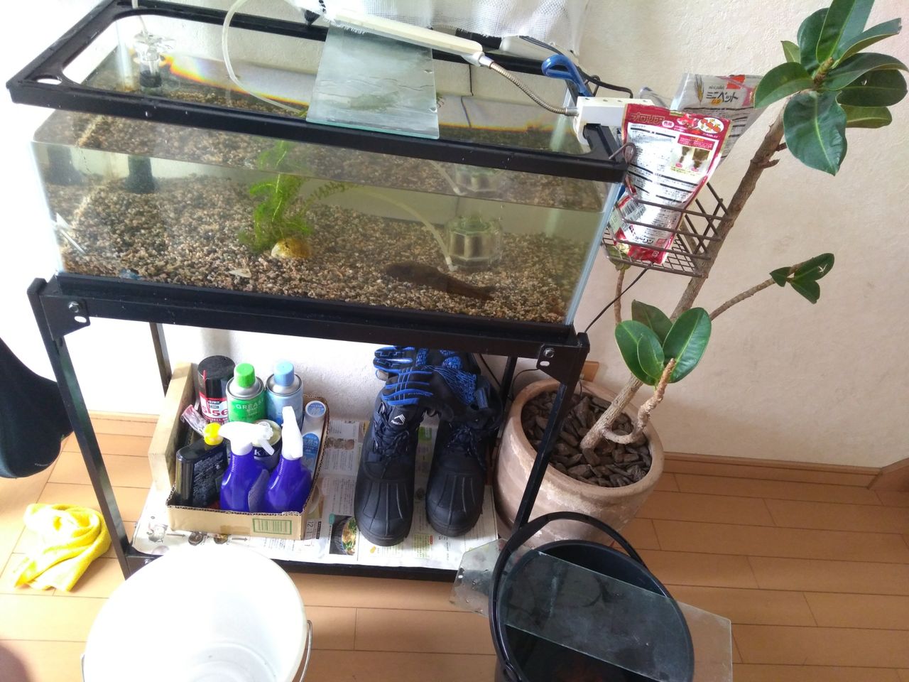 金魚 ないものねだり 金魚 ないものねだり