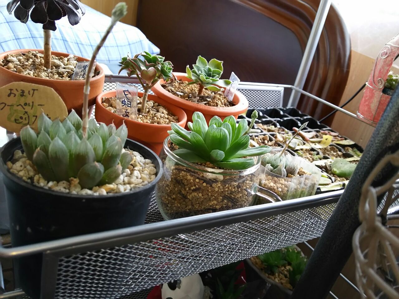 ハオルチア花の終わりと種への野望 ゆったり成長 窓際族