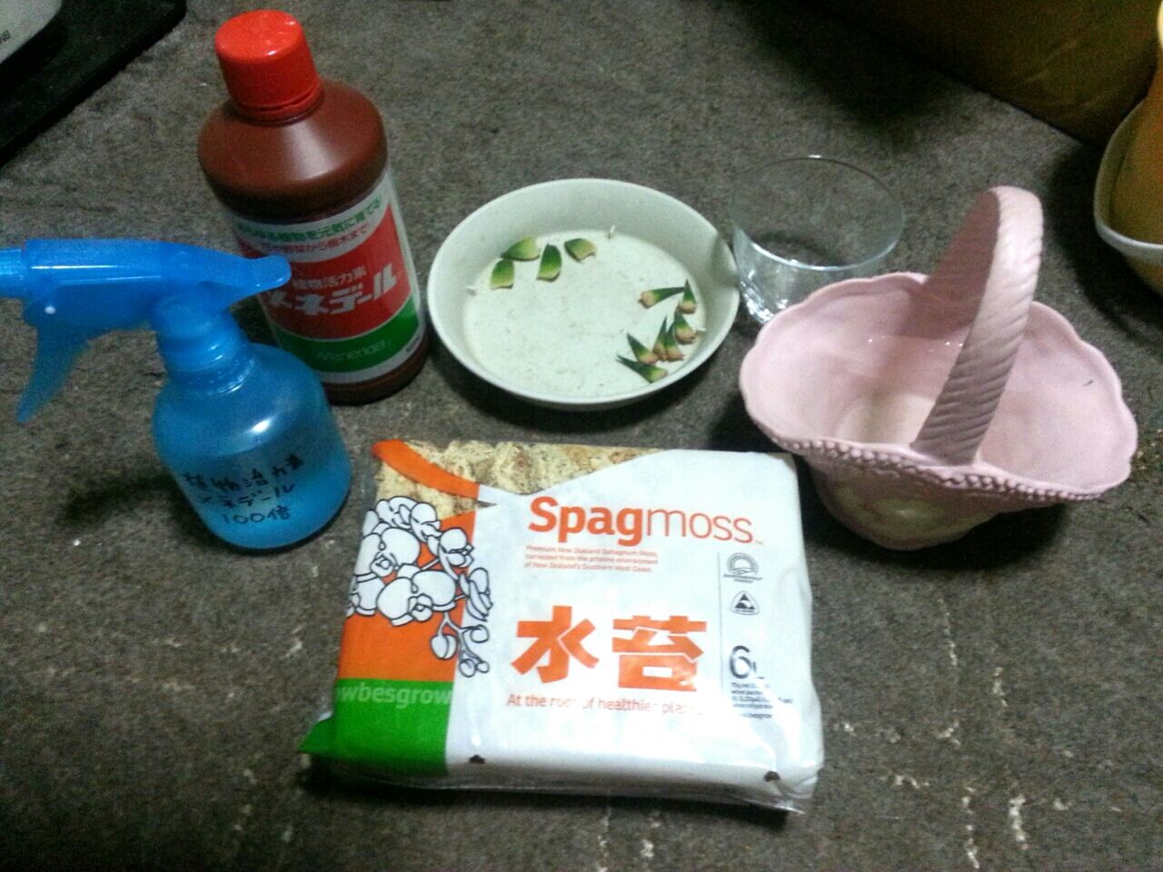 必殺水苔法 ゆったり成長 窓際族