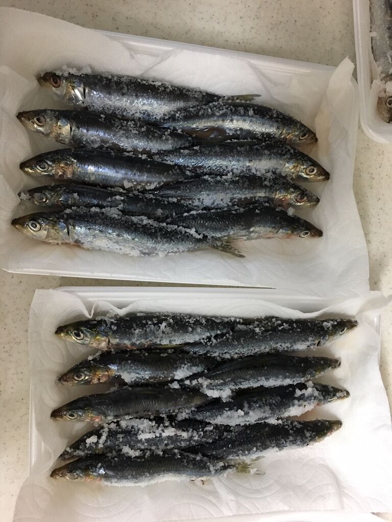 タチウオテンヤ用のエサを自分で作るぞ スーパーのイワシ編 ボーズが怖くて釣りができるかっ