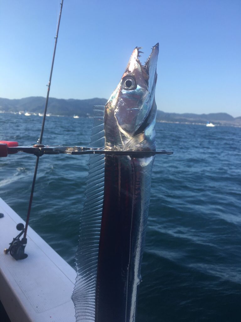入れアタリ絶好調 テンヤでタチウオ狙い 9回目 In 明石沖 海蓮丸 ボーズが怖くて釣りができるかっ 入れアタリ絶好調 テンヤでタチウオ狙い 9回目 In 明石沖 海蓮丸 ボーズが怖くて釣りができるかっ