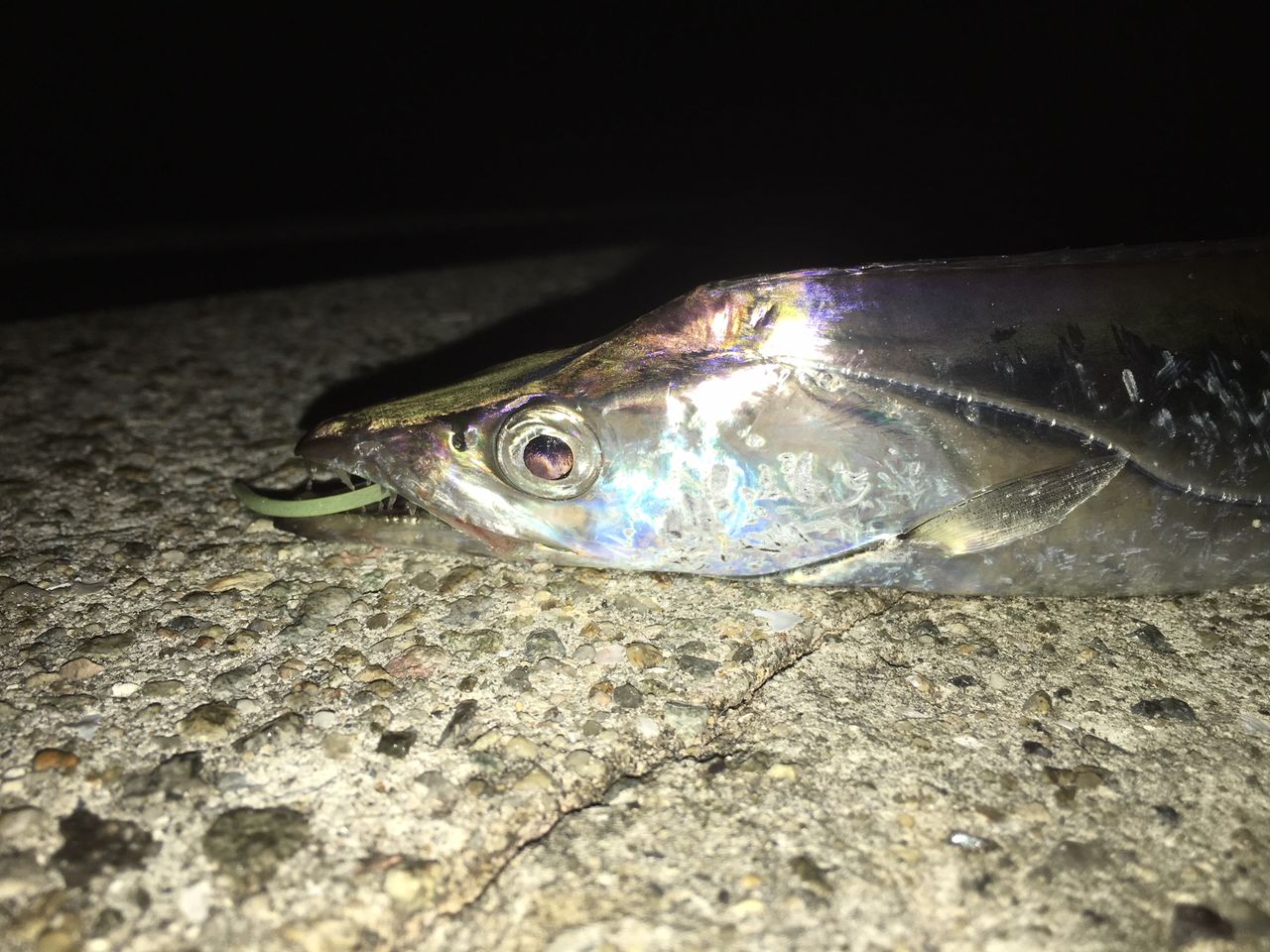 18年10月 ボーズが怖くて釣りができるかっ