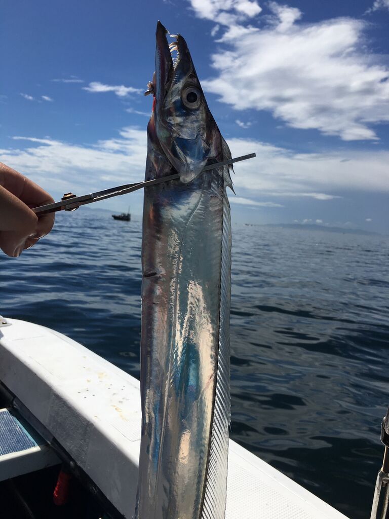 今期は絶好調 テンヤでタチウオ狙い 6回目 In 明石沖 海蓮丸 ボーズが怖くて釣りができるかっ 今期は絶好調 テンヤでタチウオ狙い 6回目 In 明石沖 海蓮丸 ボーズが怖くて釣りができるかっ