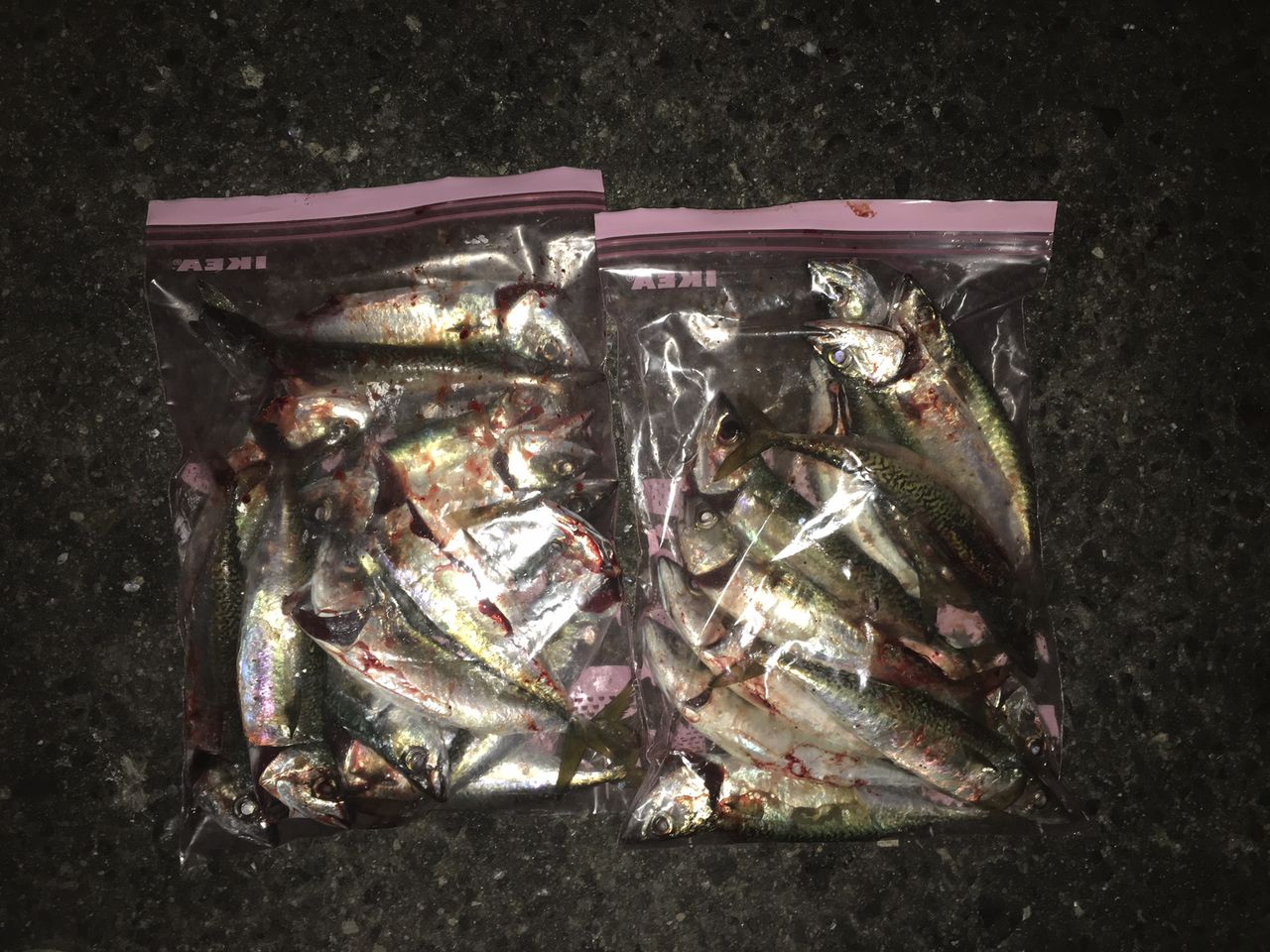 18年11月 ボーズが怖くて釣りができるかっ