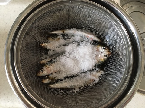 タチウオテンヤ用のエサを自分で作るぞ スーパーのイワシ編 ボーズが怖くて釣りができるかっ