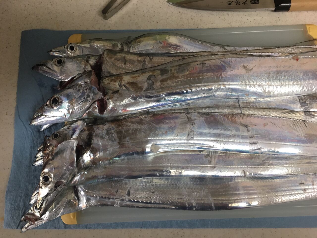 調子回復 の洲本沖 テンヤでタチウオ狙い 5回目 In 明石沖 名田屋乗合船 ボーズが怖くて釣りができるかっ 調子回復 の洲本沖 テンヤでタチウオ狙い 5回目 In 明石沖 名田屋乗合船 ボーズが怖くて釣りができるかっ