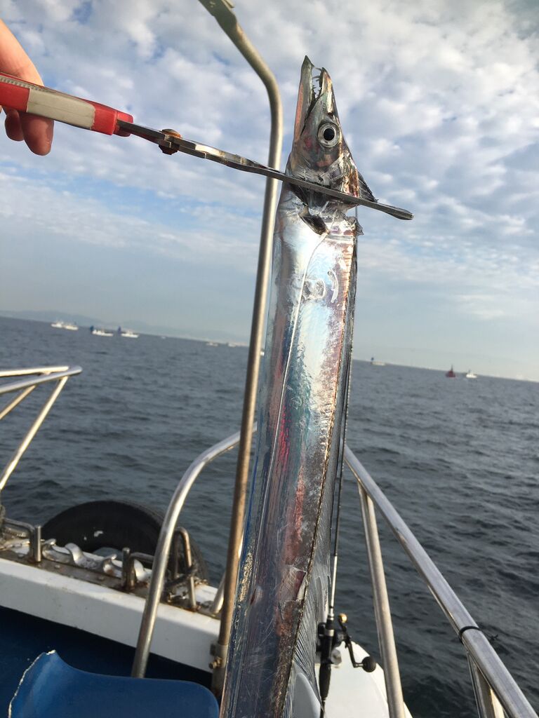 タチウオ ボーズが怖くて釣りができるかっ タチウオ ボーズが怖くて釣りができるかっ