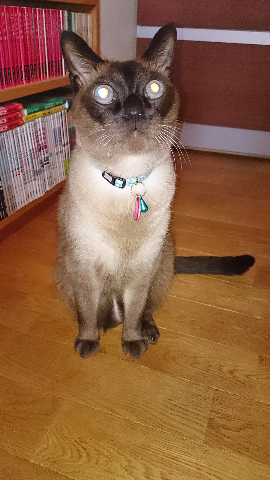 猫の泣き顔 豆 焦げちゃいました