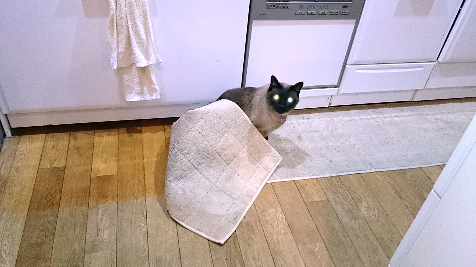 猫の巣作り 豆 焦げちゃいました