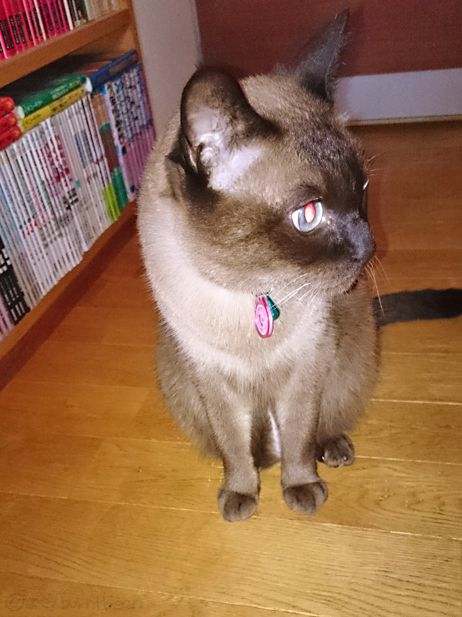 猫の泣き顔 豆 焦げちゃいました