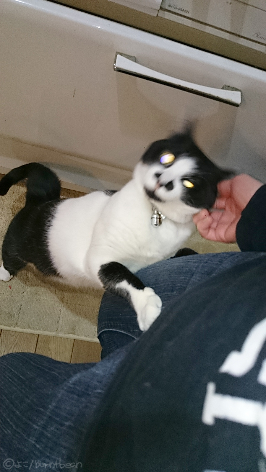 猫の巣作り 豆 焦げちゃいました 猫の巣作り 豆 焦げちゃいました