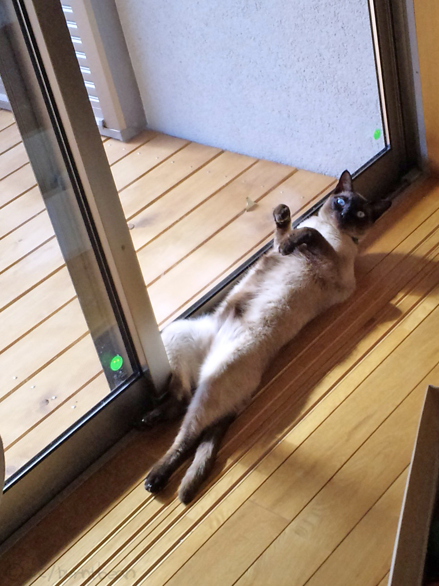 腹筋する猫？ : 豆、焦げちゃいました