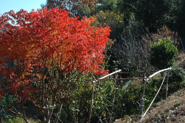 里山に映えるハゼの紅葉 山里の暮らし