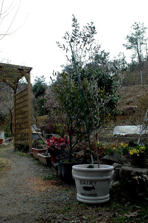 オリーブの鉢を買った 山里の暮らし