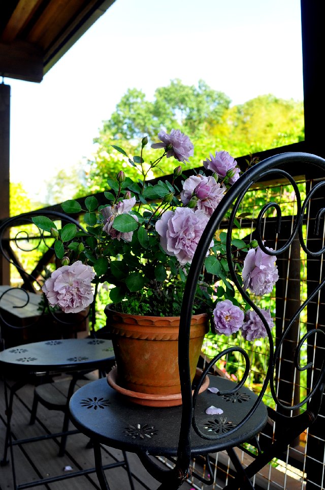 マンネリ化した庭 なんとかしたい 山里の暮らし マンネリ化した庭 なんとかしたい 山里の暮らし