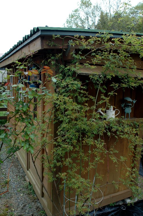 開花を待つツルバラのいろいろ 山里の暮らし