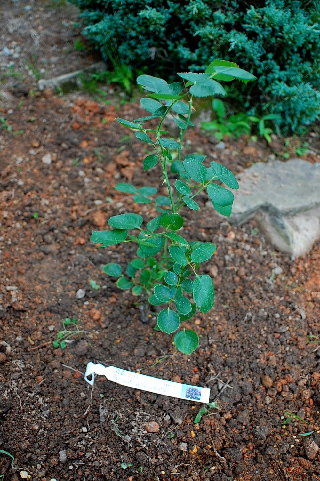 つるバラ 羽衣 を植えました 山里の暮らし