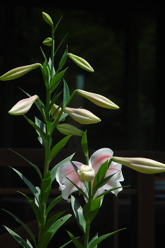 ユリの花が咲く庭 山里の暮らし