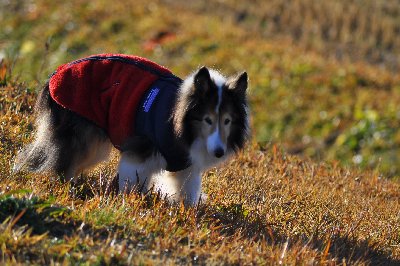 クラちゃんを忘れない 山里の暮らし クラちゃんを忘れない 山里の暮らし