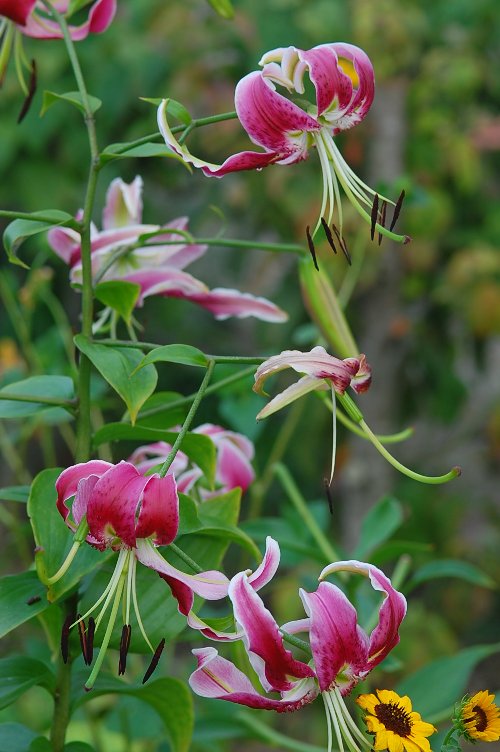 鹿子ユリという名の花 山里の暮らし