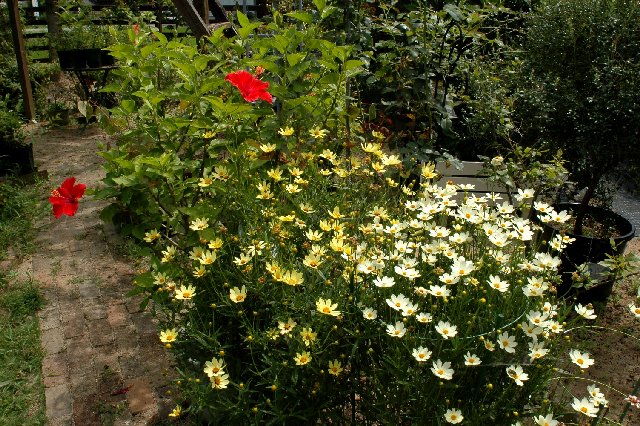 挿し木の菊をお盆の供花に 山里の暮らし