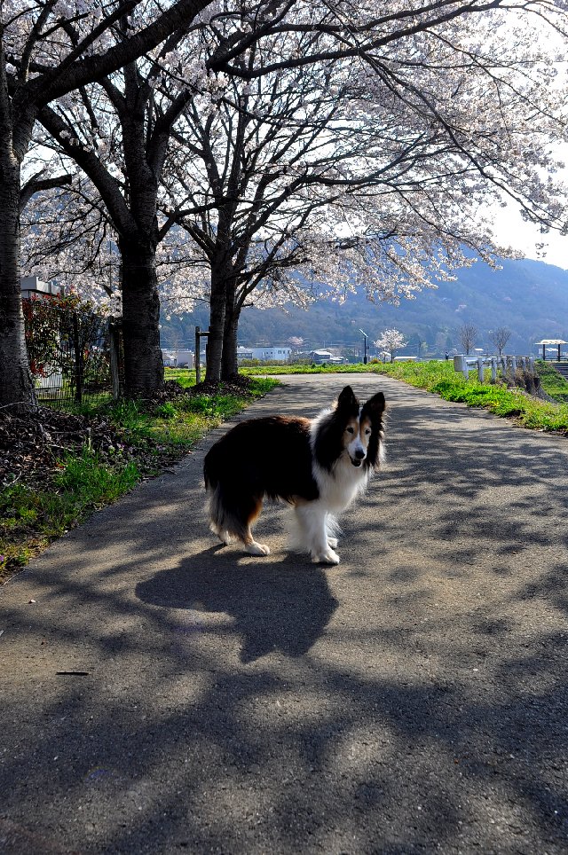 犬と過ごす 山里の暮らし