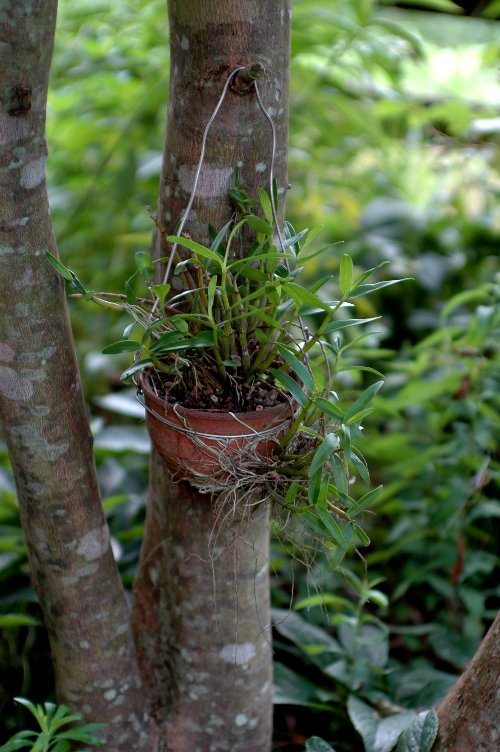 和性の蘭を植え替える 山里の暮らし