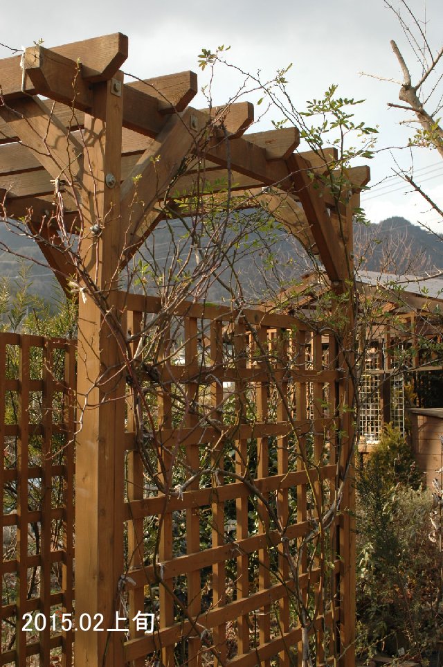 ツルバラの剪定誘引 開花 剪定まで 山里の暮らし