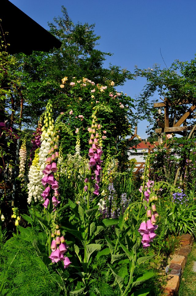 マンネリ化した庭 なんとかしたい 山里の暮らし