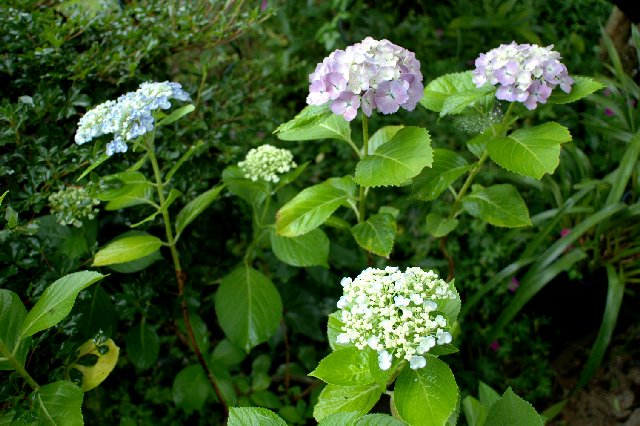 紫陽花の花色が変わるわけは 山里の暮らし
