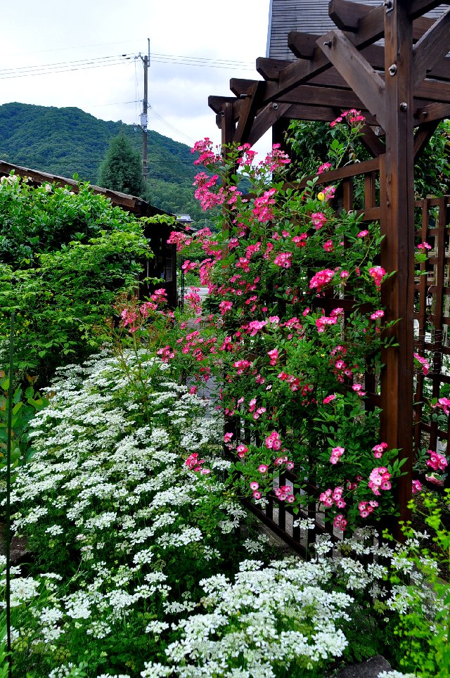 六月の庭は花盛り 山里の暮らし