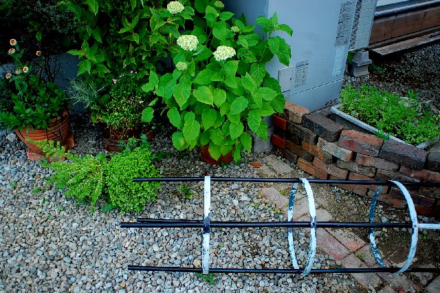 つるバラ 羽衣 を植えました 山里の暮らし つるバラ 羽衣 を植えました 山里の暮らし