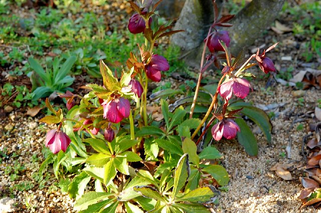 クリスマスローズの庭 山里の暮らし