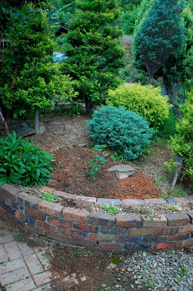つるバラ 羽衣 を植えました 山里の暮らし