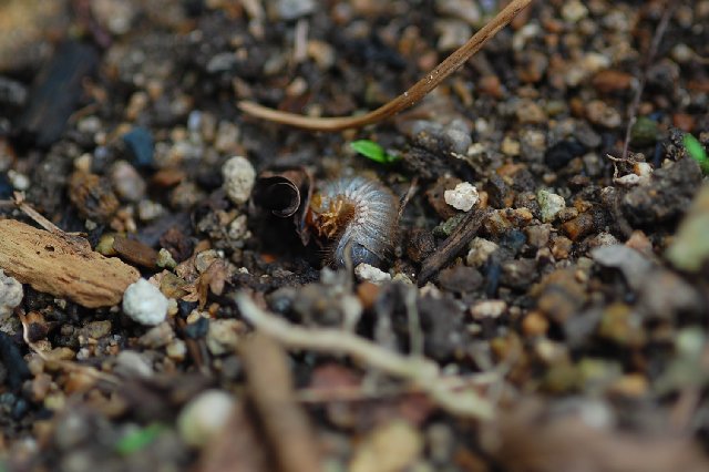 バラの大敵 コガネムシの幼虫退治 山里の暮らし