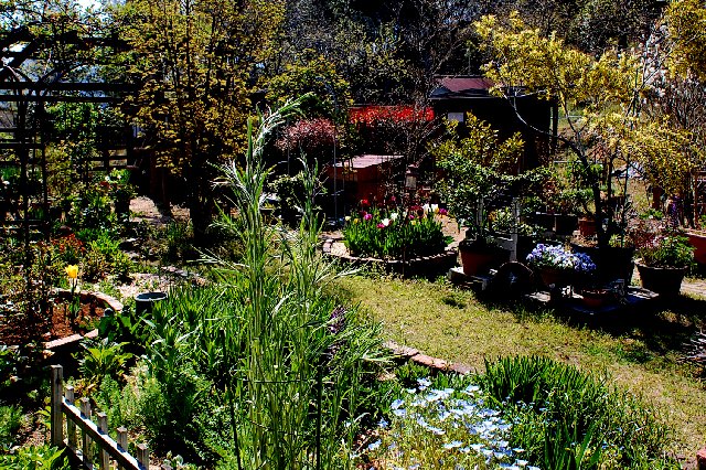 四月の庭に迷い犬が 山里の暮らし 四月の庭に迷い犬が 山里の暮らし