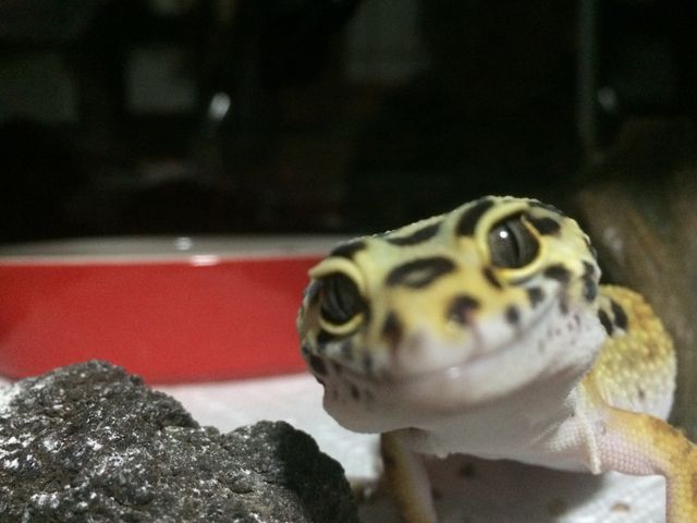 ヒョウモントカゲモドキ なにこいつ可愛い レプタイルチャンネル