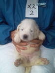 子犬2