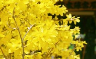 ��󥮥祦�β�2